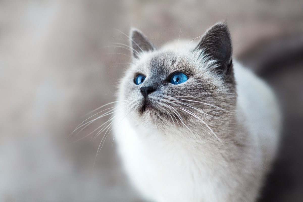 Bravecto: The Ultimate Flea and Tick Solution for Your Pets - Pet Supply